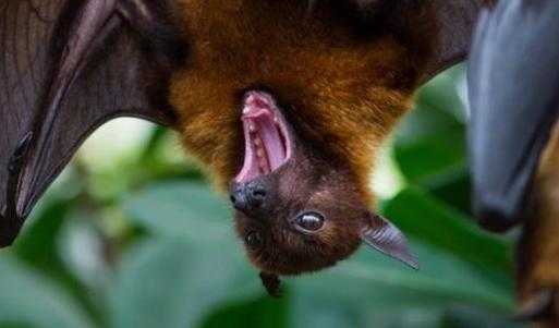 蝙蝠入宅三年静什么意思