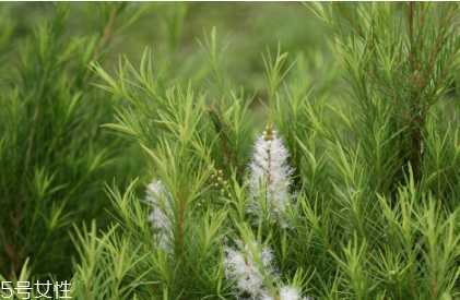 茶树精油怎么用？茶树精油用法