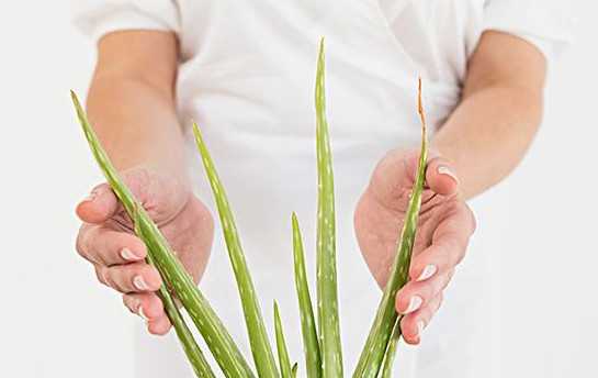 芦荟有哪些美容功效 芦荟的美容功效与作用