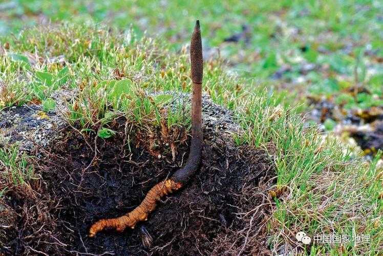 怎样种虫草花?6步教你种出高品质虫草 怎样种虫草花?6步教你种出高品质虫草