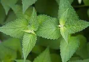 绿薄荷精油有哪些功效作用