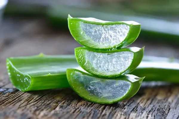 新鲜芦荟怎样制作芦荟胶 新鲜芦荟怎样制作芦荟胶
