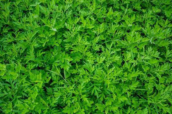 艾草精油怎么用 艾草精油怎么用