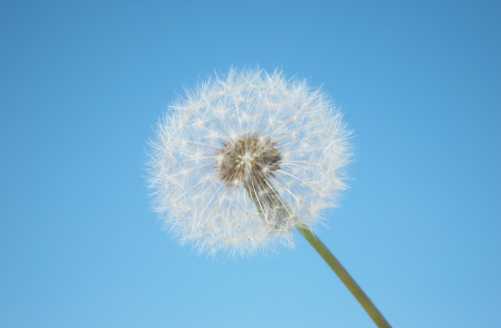 蒲公英水可以用来洗脸吗?蒲公英水洗脸有什么用 蒲公英水可以用来洗脸吗?蒲公英水洗脸有什么用