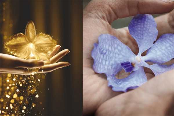 娇兰精华使用方法