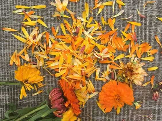 金盏花护肤品自制教程 3样diy金盏花护肤品