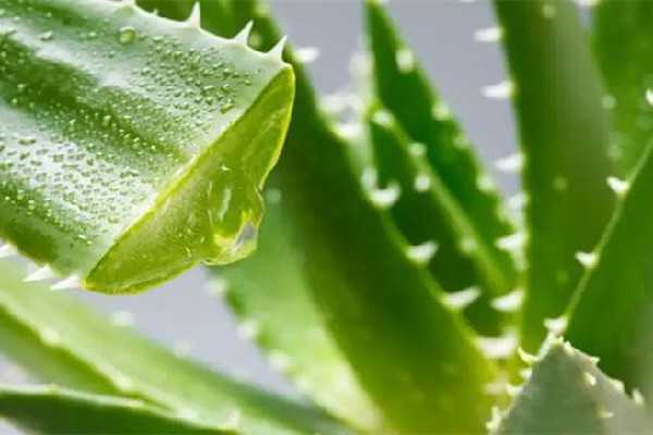 新鲜芦荟擦脸的正确方法 新鲜芦荟擦脸的正确方法