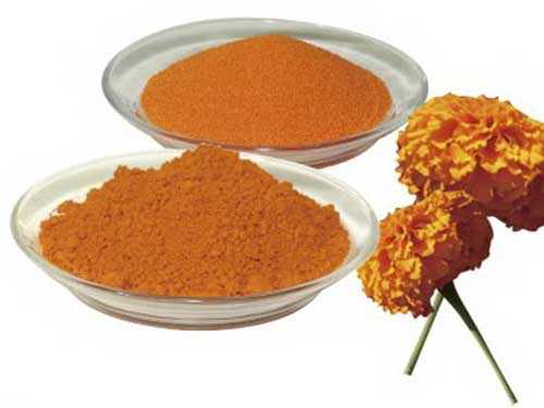 叶黄素的功效与作用 叶黄素的功效与作用