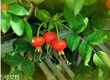 unichi玫瑰果精华胶囊能美白祛斑吗