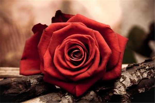 玫瑰精油会结晶吗？玫瑰精油结晶是高品质的表现吗