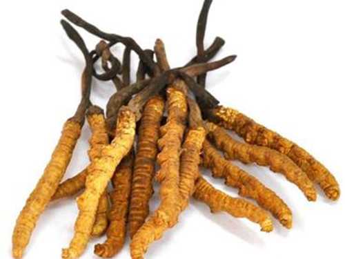 冬虫夏草如何食用？冬虫夏草的功效