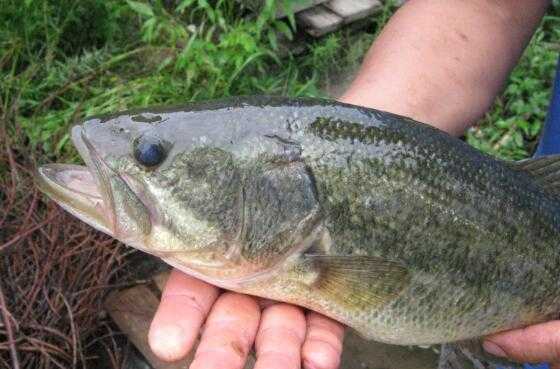 鲈鱼为什么叫癌鱼? 鲈鱼为什么叫癌鱼?