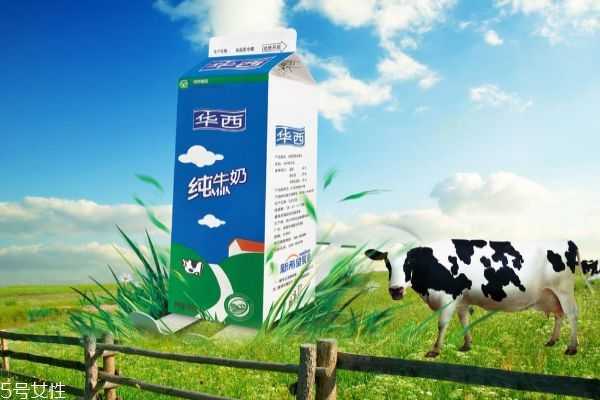 海藻面膜用哪种牛奶好