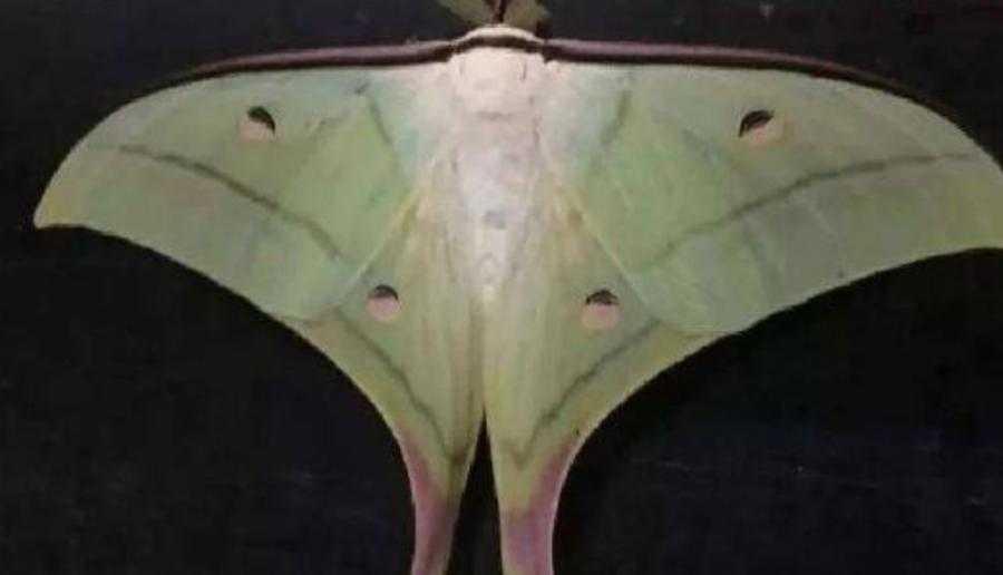 10个最吓人的蝴蝶照片 10个最吓人的蝴蝶照片
