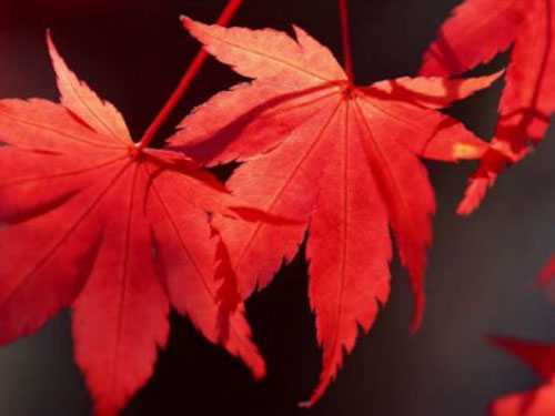 枫树叶的功效与作用,可以治疗骨关节炎吗 枫树叶的功效与作用,可以治疗骨关节炎吗