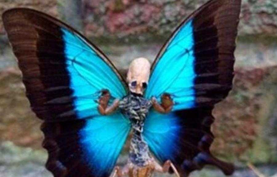 10个最吓人的蝴蝶照片 10个最吓人的蝴蝶照片