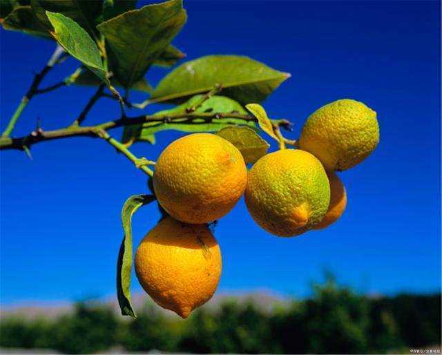 想要告别“黄脸婆”？少碰三物，多吃四果