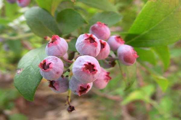 吃蓝莓的好处有哪些 吃蓝莓的好处有哪些