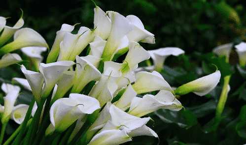 海芋怎么养长得好？养海芋哪些事项是要注意的