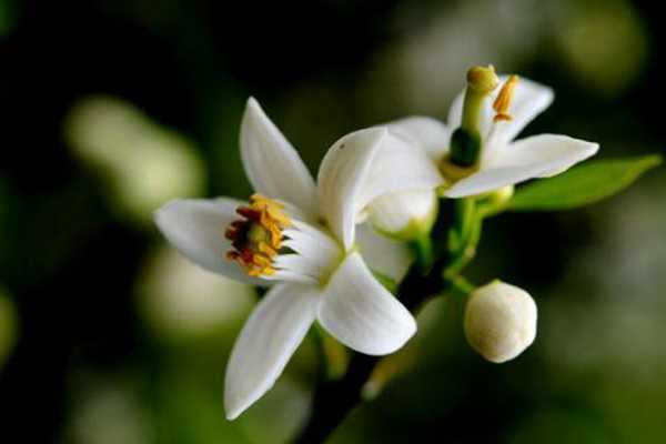 橙花纯露简直是毁容 橙花纯露简直是毁容