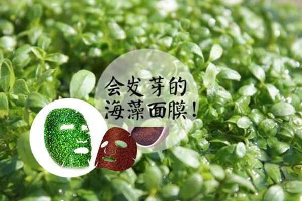 泰国小海藻面膜的功效 泰国小海藻面膜的功效