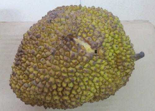 菠萝蜜外壳发霉还能吃吗