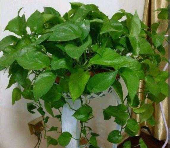 绿萝怎么养才能更旺盛