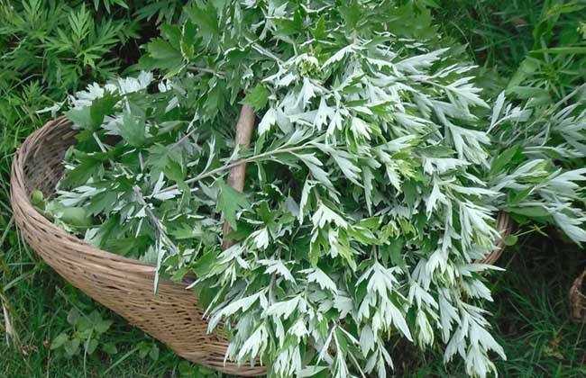 新鲜艾叶怎么保存最好