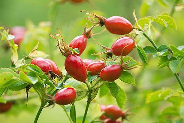 欧洲玫瑰果油怎么样 欧洲玫瑰果油怎么样