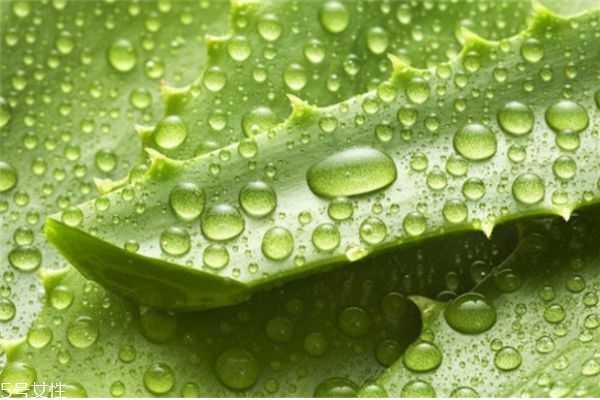 芦荟擦脸多久后要洗掉