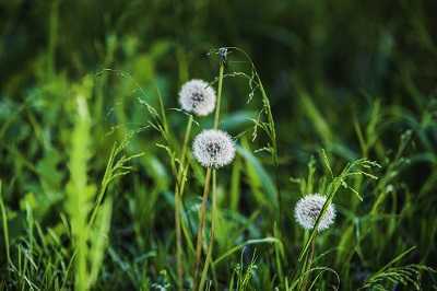 降尿酸最快的十种食物一览表 降尿酸最快的十种食物一览表
