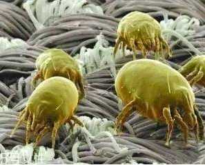 一次性洗脸巾什么品牌的好 一次性洗脸巾什么品牌的好