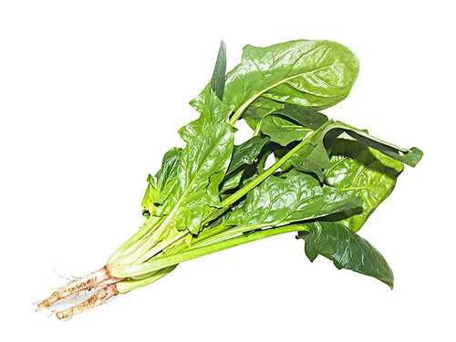 碱x食物有哪些？十大碱x食物排名