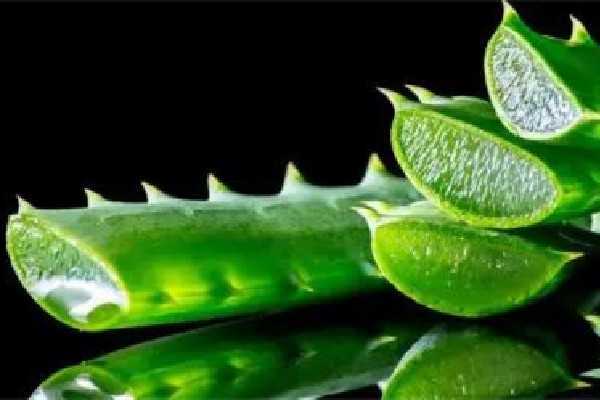 新鲜芦荟擦脸的正确方法 新鲜芦荟擦脸的正确方法