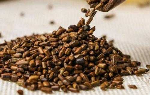 决明子会生虫子吗