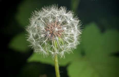 蒲公英水可以用来洗脸吗?蒲公英水洗脸有什么用 蒲公英水可以用来洗脸吗?蒲公英水洗脸有什么用