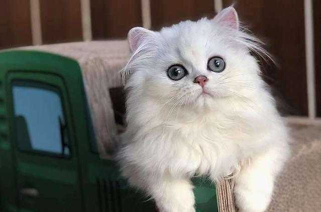 金吉拉猫多少钱一只幼崽 金吉拉猫多少钱一只幼崽