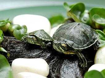巴西龟吃什么蔬菜