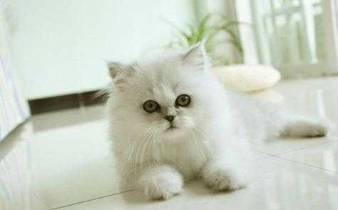 金吉拉猫多少钱一只幼崽 金吉拉猫多少钱一只幼崽