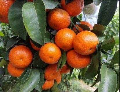 砂糖橘和沙糖桔的区别