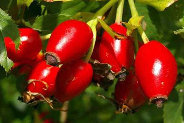 玫瑰果油怎么用 玫瑰果油怎么用