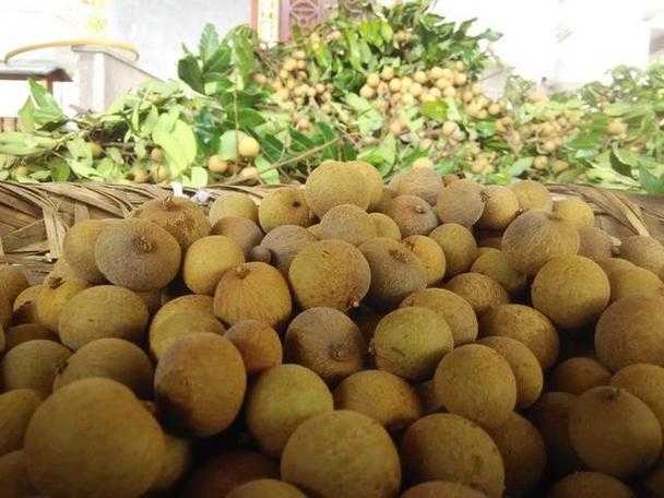 龙眼常温保存还是放冰箱保存