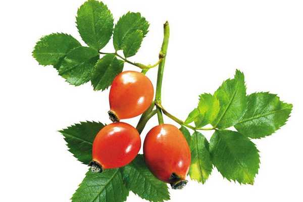 玫瑰果油保质期多久 玫瑰果油保质期多久