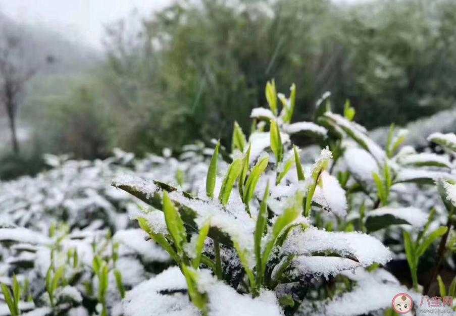 倒春寒一般持续多少天 倒春寒一般持续多少天