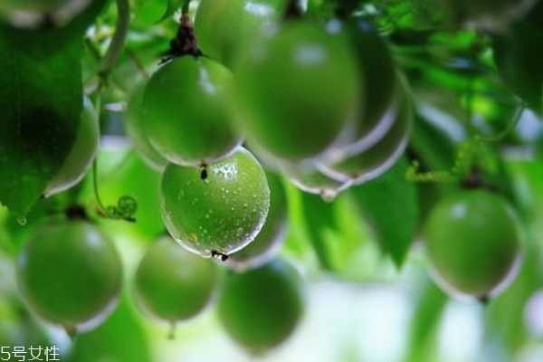 百香果能去斑吗