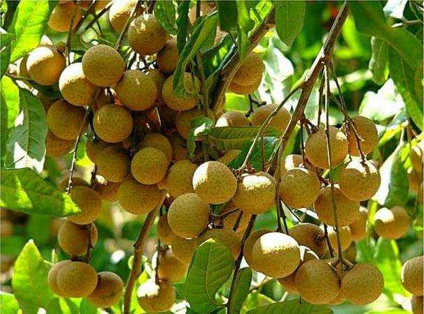 代表金榜题名的四种水果