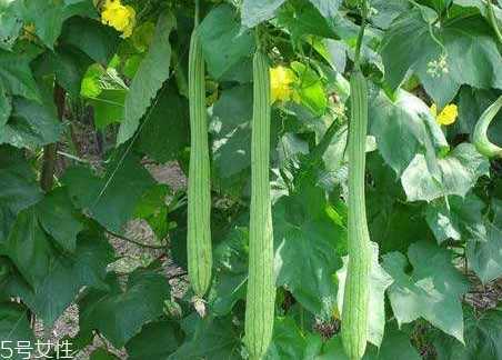 丝瓜水可以湿敷吗?丝瓜水湿敷好不好 丝瓜水可以湿敷吗?丝瓜水湿敷好不好