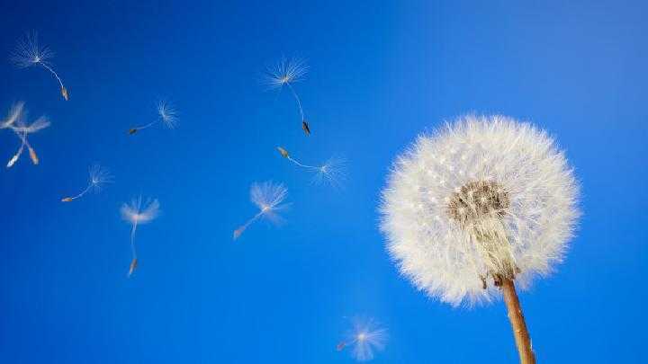 喝蒲公英水能去痘吗