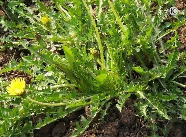 蒲公英的功效与作用 蒲公英的功效与作用