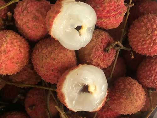 荔枝菌怎么保存?荔枝菌好吃吗 荔枝菌怎么保存?荔枝菌好吃吗